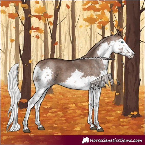 Horse Color:Silver Brown Dun Splash Tobiano 