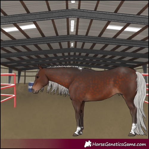 Horse Color:Silver Brown Tobiano 