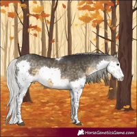 Horse Color:Silver Buckskin Splash Tobiano 