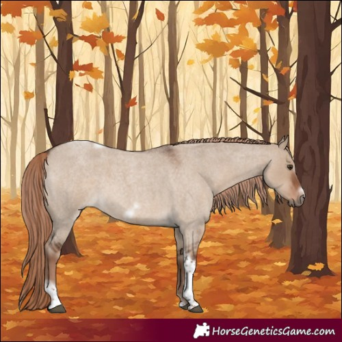 Horse Color:Liver Red Dun Roan Tobiano Frame 