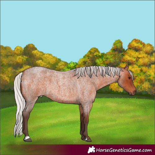 Horse Color:Silver Brown Roan 