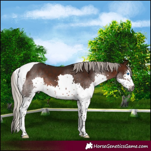 Horse Color:Gray Silver Brown Splash Tobiano 