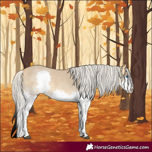 Horse Color:Silver Buckskin Roan Dun Splash