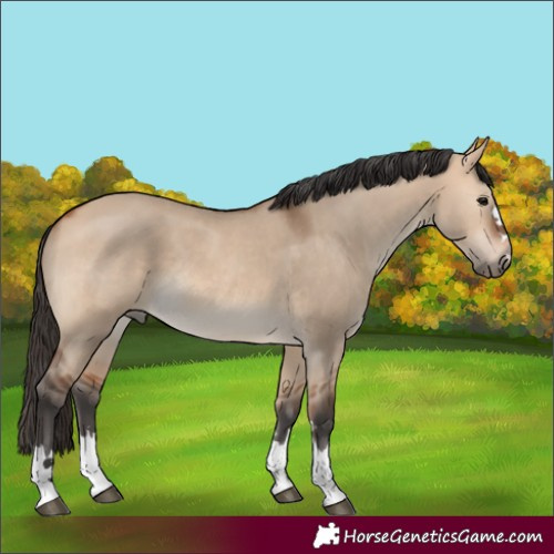 Horse Color:Bay Dun