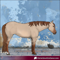 Horse Color:Red Dun 