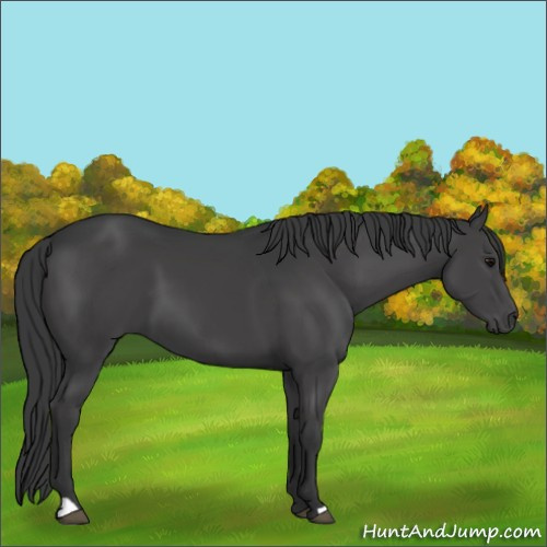 Horse Color:Black 