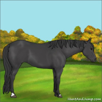 Horse Color:Black 