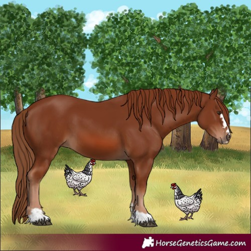 Horse Color:Chestnut 