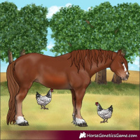 Horse Color:Chestnut 