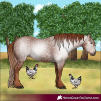 Horse Color:Gray Chestnut 