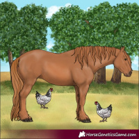 Horse Color:Chestnut 