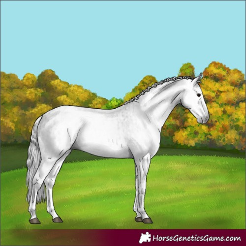 Horse Color:Gray White Spotted Black  and Gray White Spotted Black 