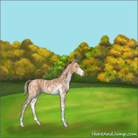 Horse Color:Perlino Sabino  and Gray Perlino Sabino 