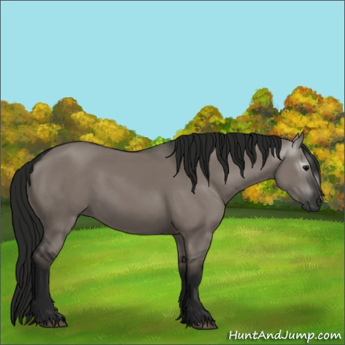 Horse Color:Gray Grullo 