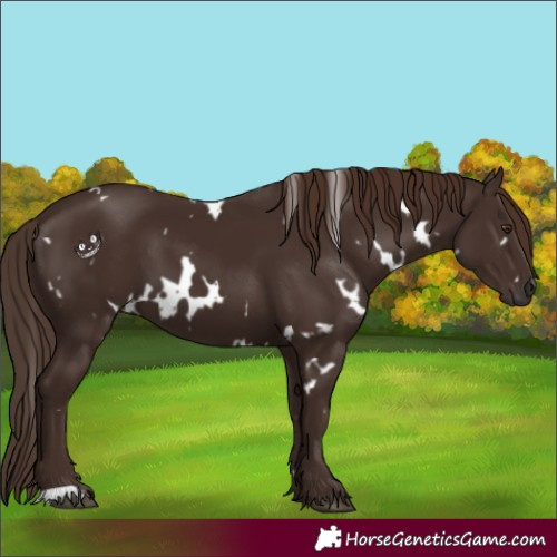 Horse Color:White Spotted Liver Chestnut 