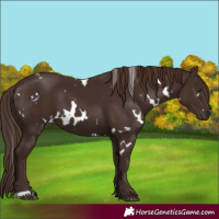 Horse Color:White Spotted Liver Chestnut 