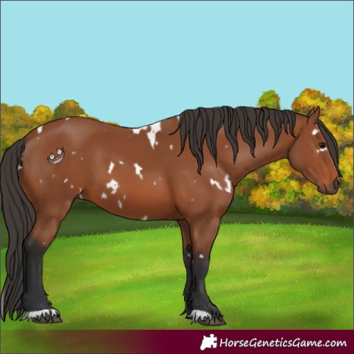 Horse Color:White Spotted Bay 