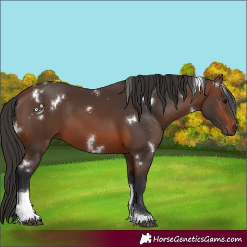 Horse Color:White Spotted Brown Tobiano 