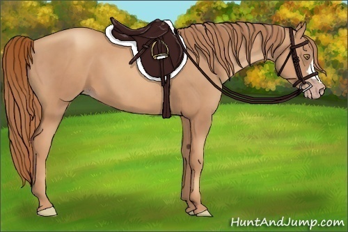 Horse Color:Gold Champagne 