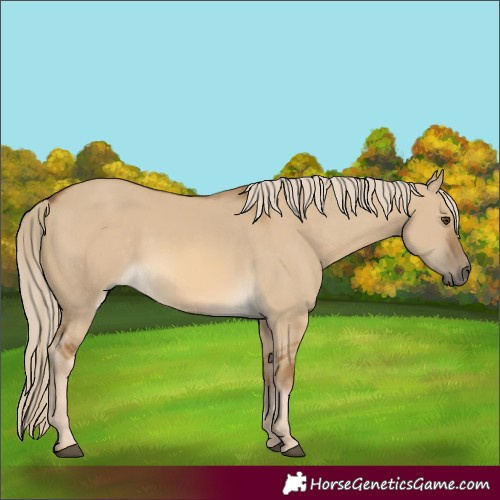 Horse Color:Chocolate Palomino Dun 