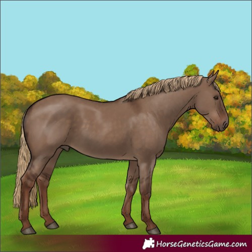 Horse Color:Liver Red Dun 