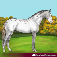 Horse Color:Smoky Grullo Frame Appaloosa Rabicano
