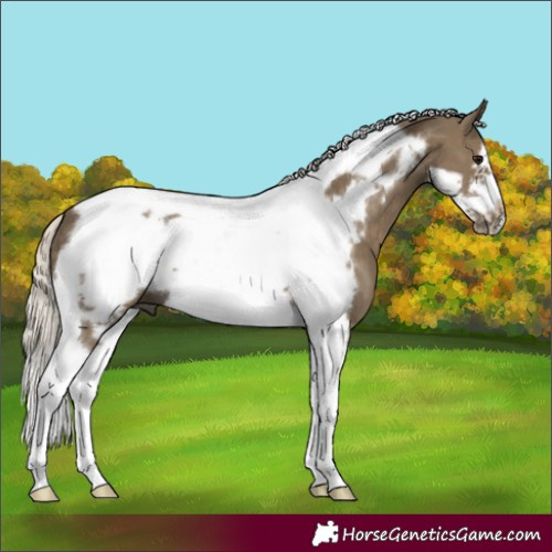 Horse Color:Silver Smoky Black Tobiano Frame