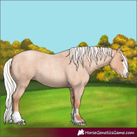Horse Color:Silver Classic Champagne Roan 