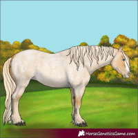 Horse Color:Palomino Roan Dun Splash 