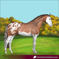 Horse Color:Bay Splash Appaloosa Rabicano 