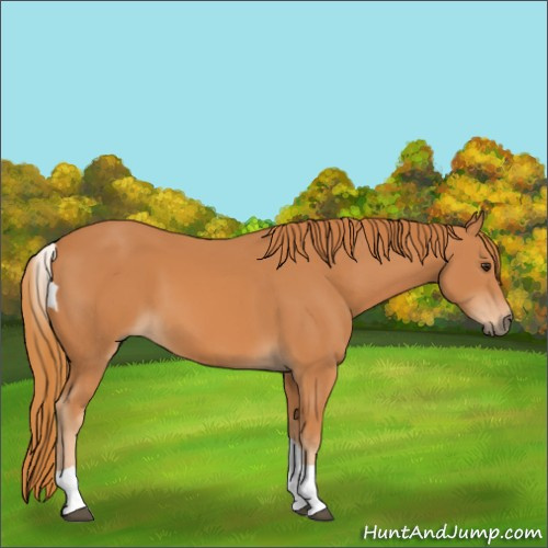 Horse Color:Chestnut Tobiano Rabicano 