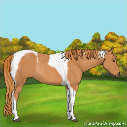 Horse Color:Chestnut Tobiano Rabicano 