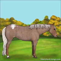 Horse Color:Silver Blue Roan Appaloosa 