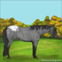 Horse Color:Blue Roan Appaloosa 