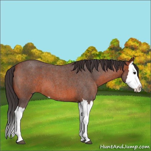 Horse Color:Bay Roan Splash 
