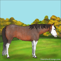 Horse Color:Bay Roan Splash 