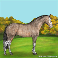 Horse Color:Brown Dun  and Brown Dun Splash 