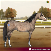 Horse Color:Brown Dun  and Bay Dun 