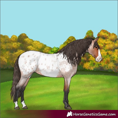 Horse Color:Bay Roan Frame Blanket Rabicano