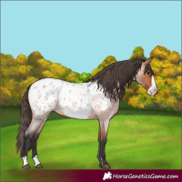 Horse Color:Bay Roan Frame Appaloosa Rabicano 
