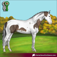 Horse Color:Bay Dun Splash Tobiano 