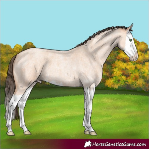 Horse Color:Amber Champagne Roan Splash