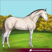 Horse Color:Amber Champagne Roan Splash