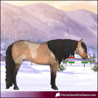 Horse Color:Bay Dun  and Bay Dun 