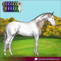 Horse Color:Liver Red Dun Splash Tobiano Appaloosa 