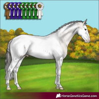 Horse Color:Liver Red Dun Splash Tobiano Appaloosa
