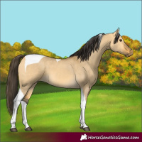 Horse Color:Buckskin Dun Tobiano 