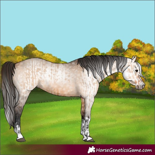 Horse Color:Bay Dun  and Gray Bay Dun 
