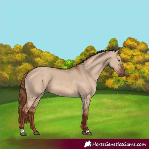 Horse Color:Red Dun 