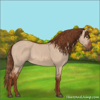 Horse Color:Red Dun 